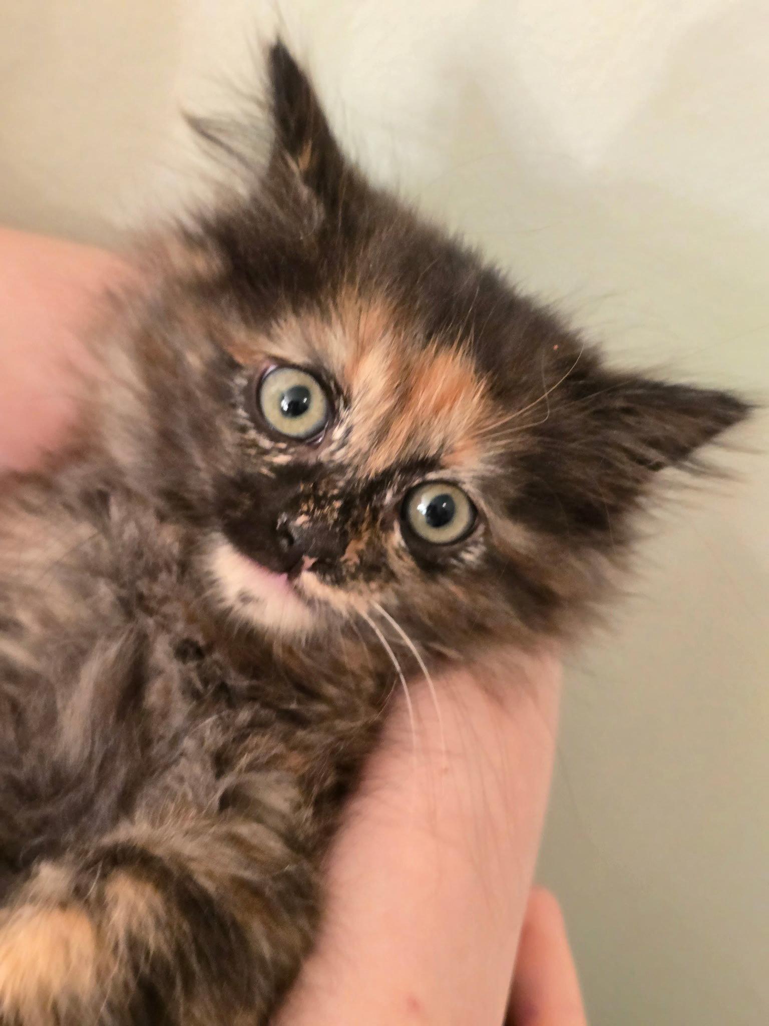 Pookie, Adopted, Kitten Female Maine Coon & Tortoiseshell.