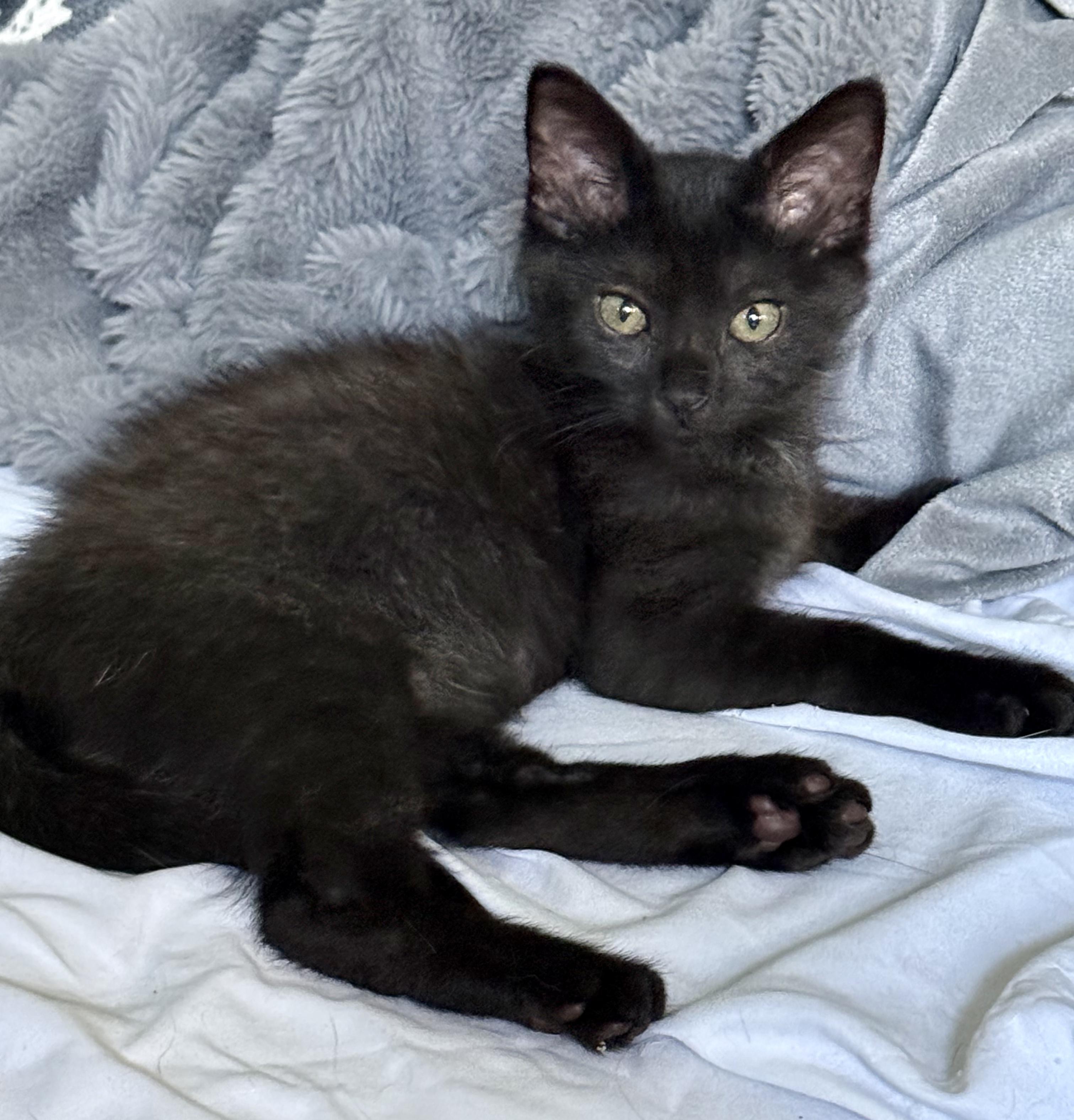 Enlarge Figaro (aka Figgy), a ADOPTABLE Domestic Short Hair in Brighton, MI image 1/6
