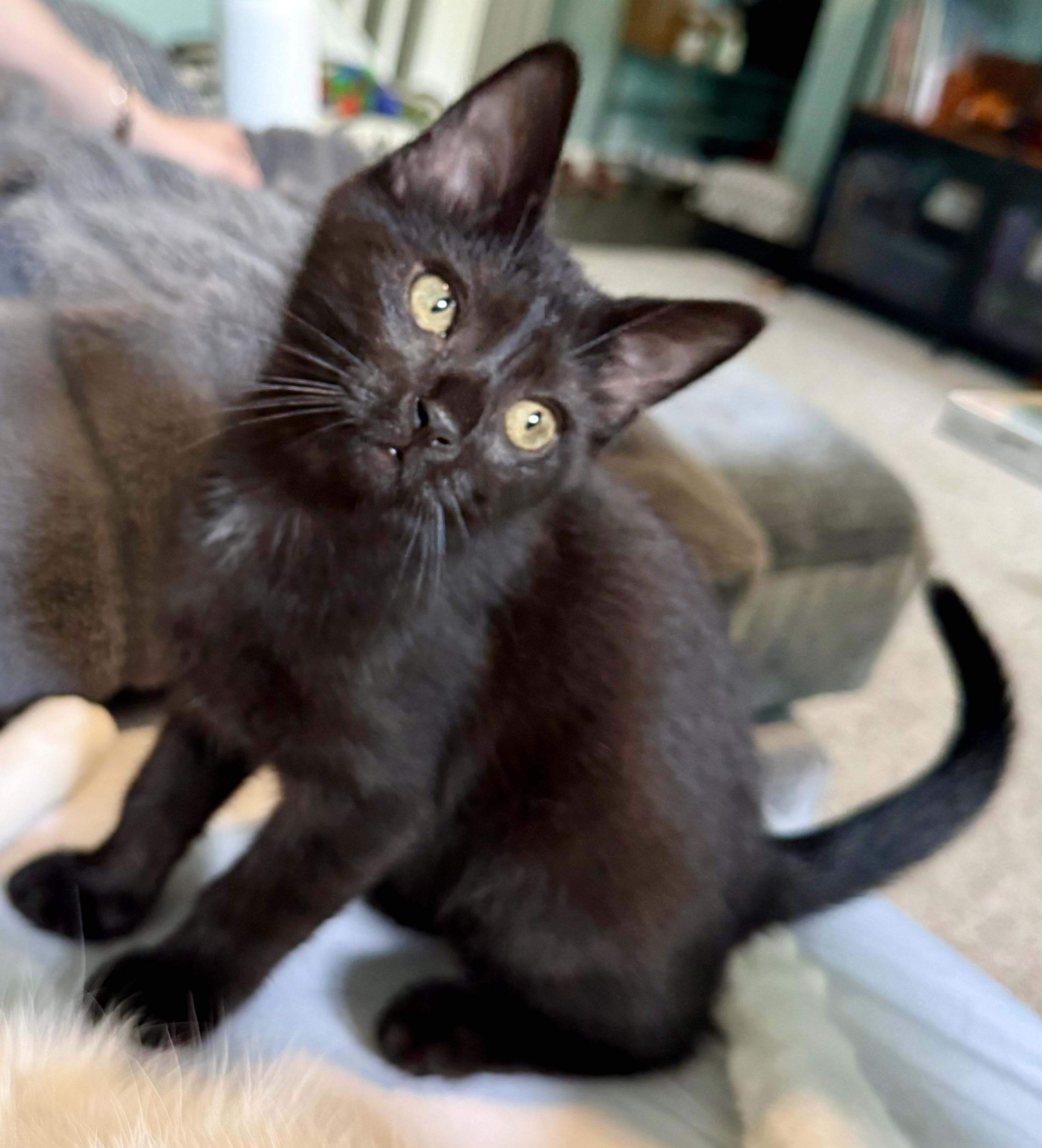 Enlarge Figaro (aka Figgy), a ADOPTABLE Domestic Short Hair in Brighton, MI image 5/6