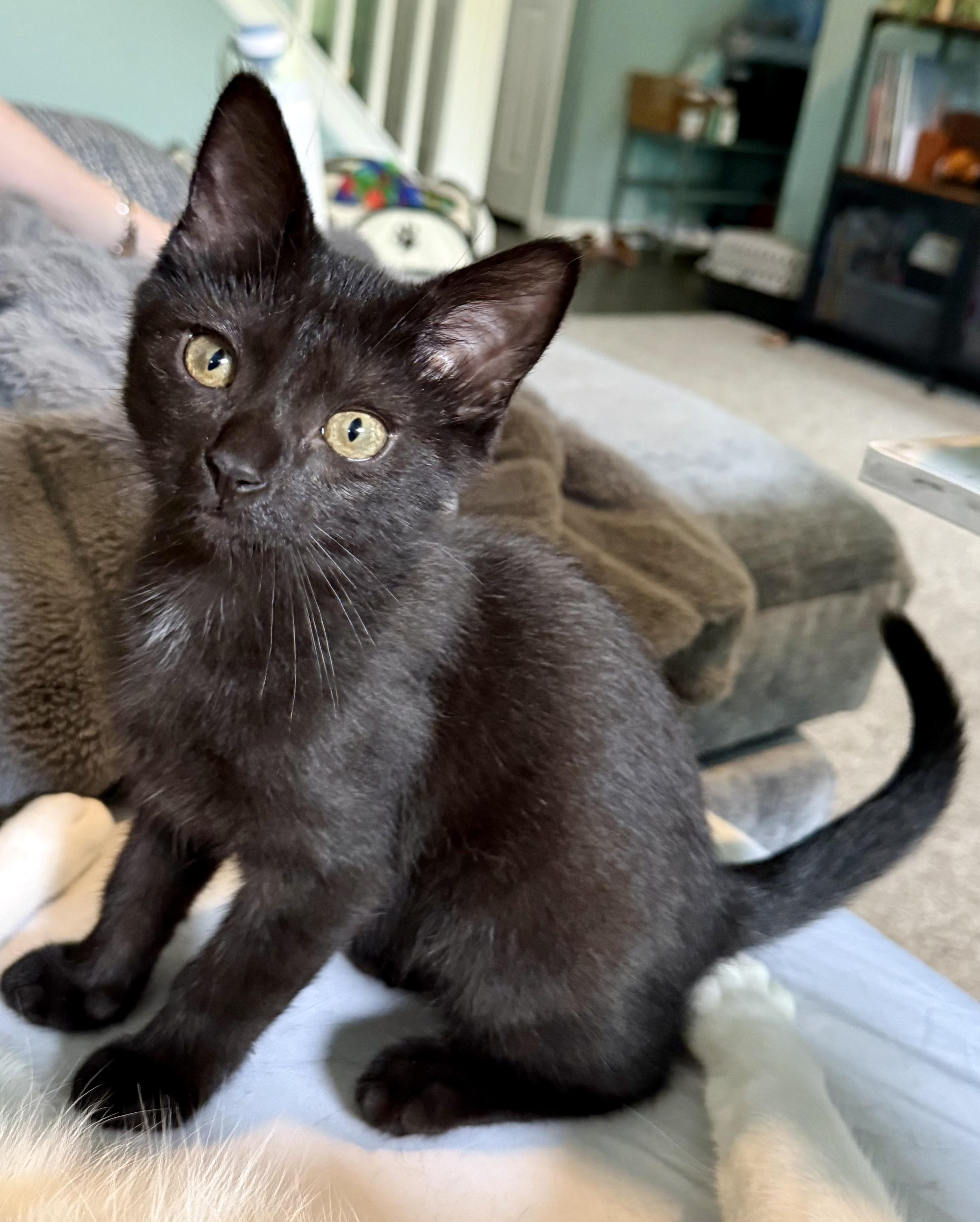 Enlarge Figaro (aka Figgy), a ADOPTABLE Domestic Short Hair in Brighton, MI image 3/6
