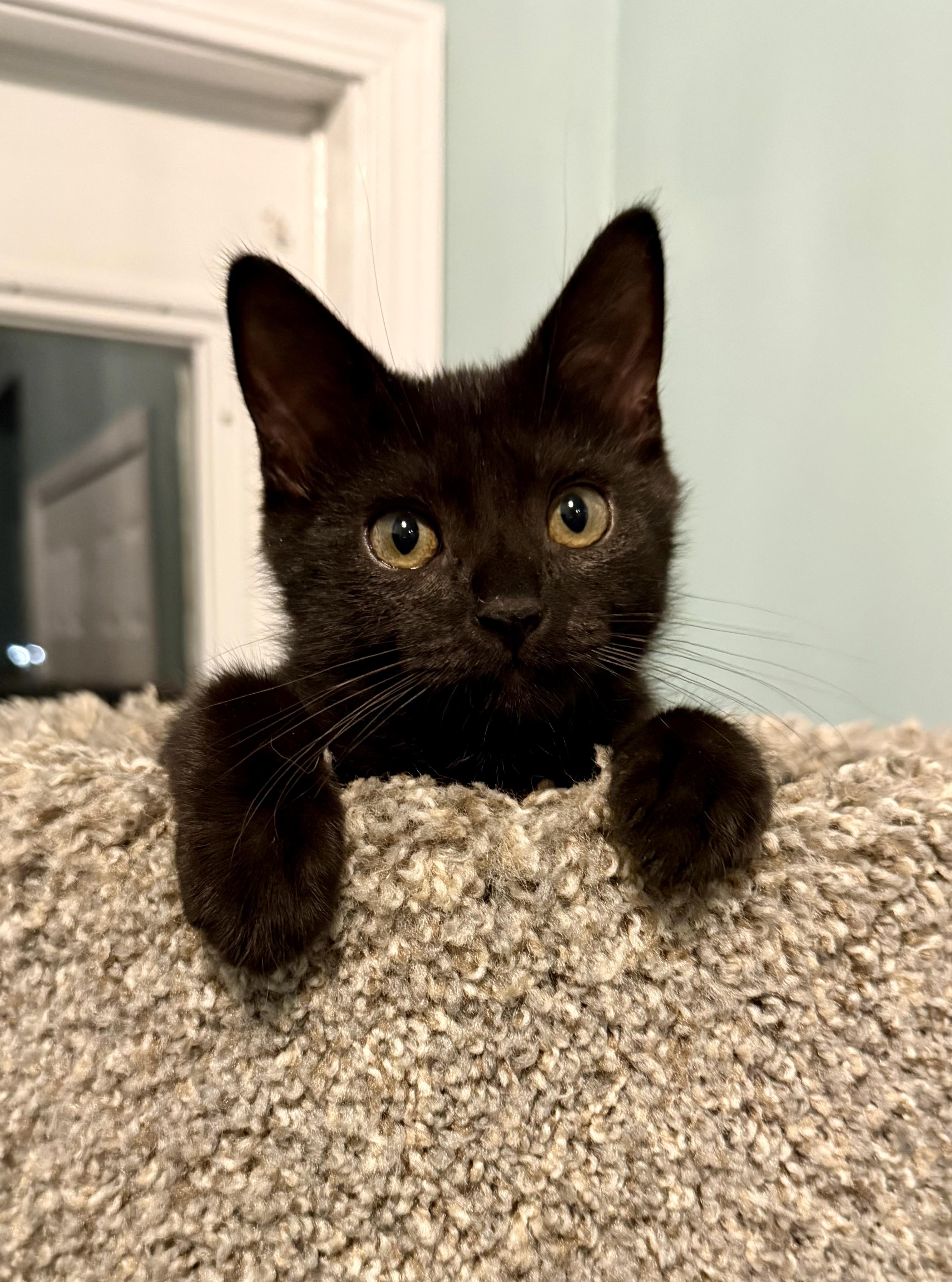 Enlarge Figaro (aka Figgy), a ADOPTABLE Domestic Short Hair in Brighton, MI image 2/6