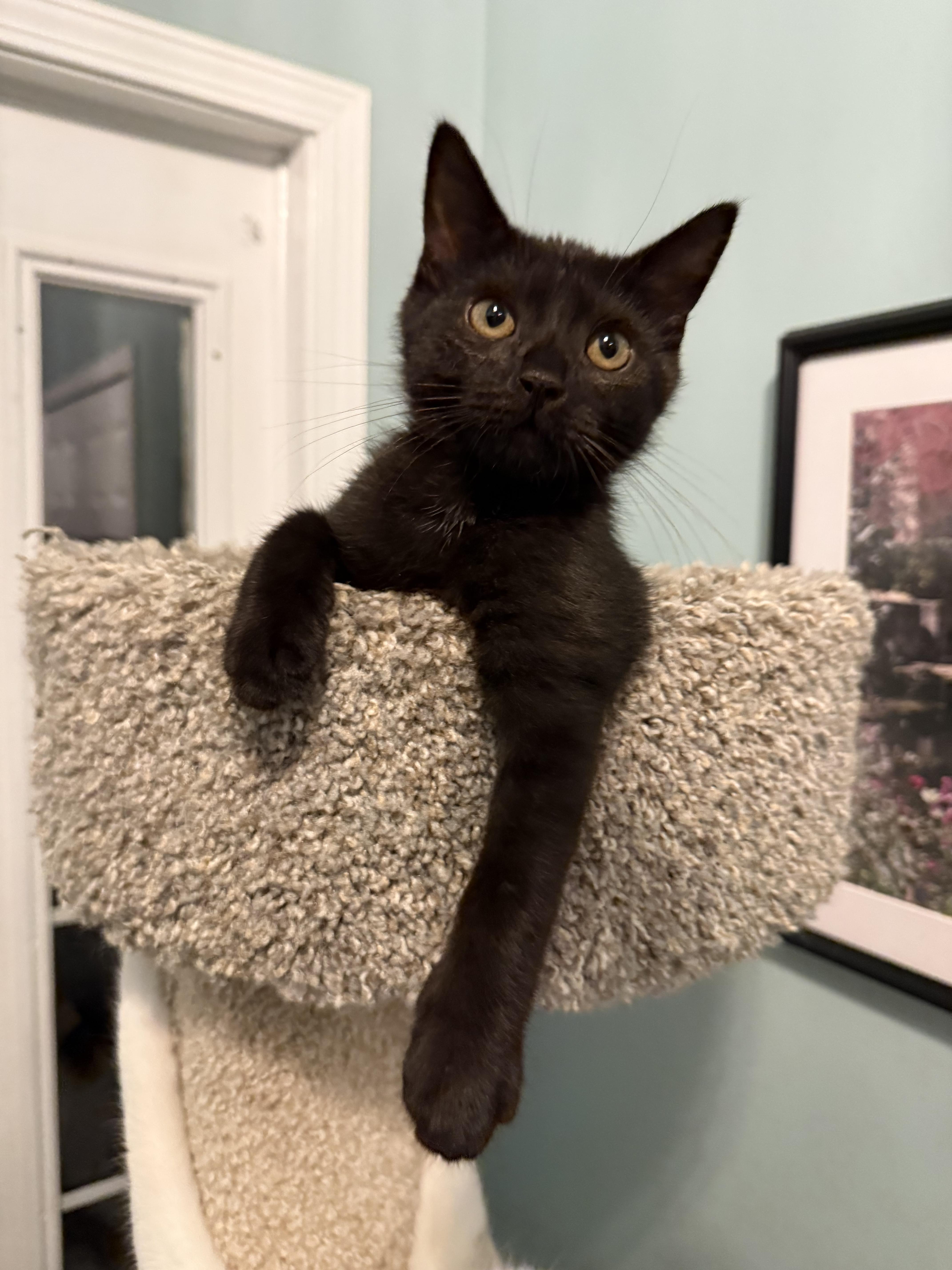Enlarge Figaro (aka Figgy), a ADOPTABLE Domestic Short Hair in Brighton, MI image 4/6