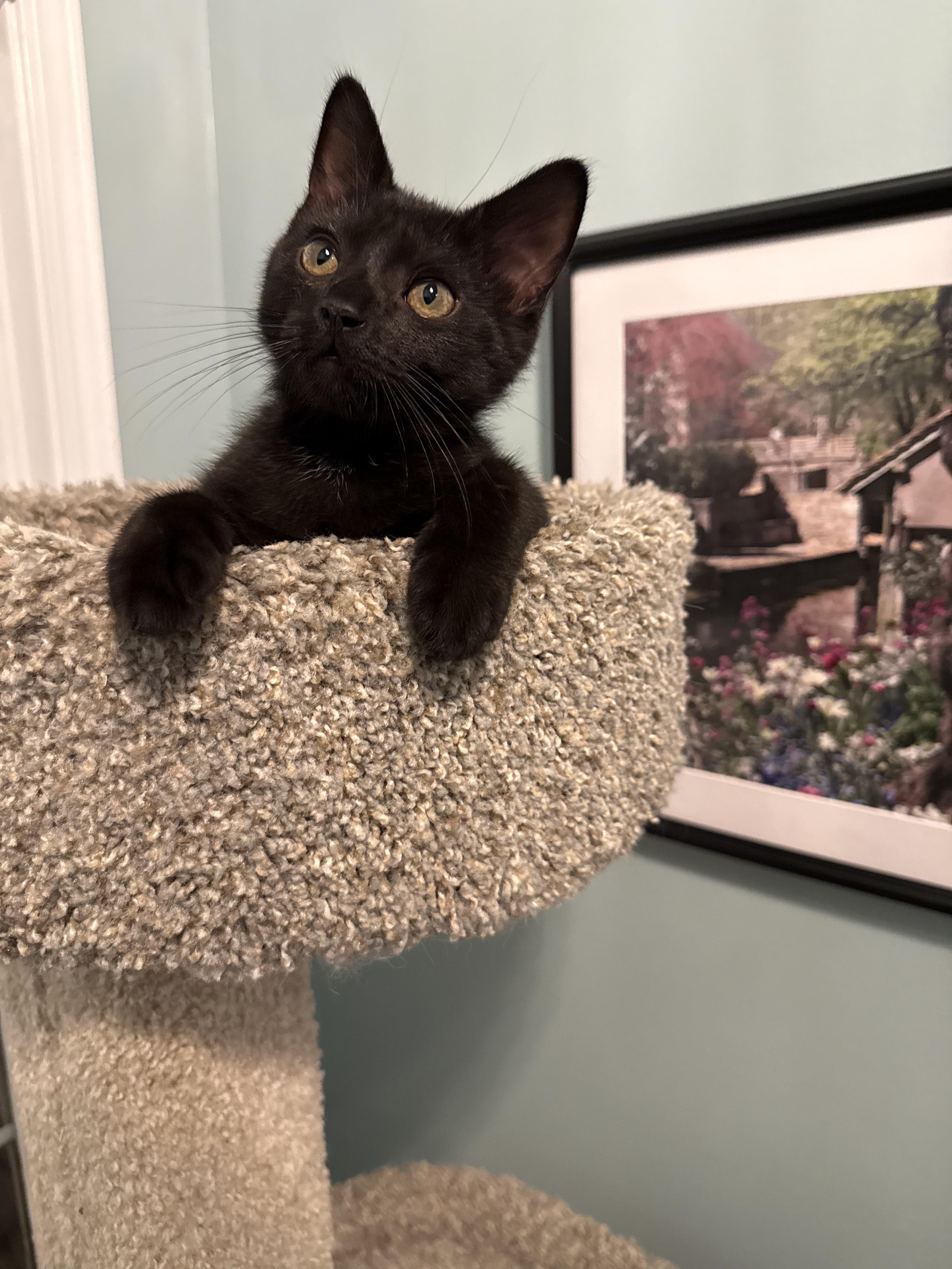 Enlarge Figaro (aka Figgy), a ADOPTABLE Domestic Short Hair in Brighton, MI image 6/6