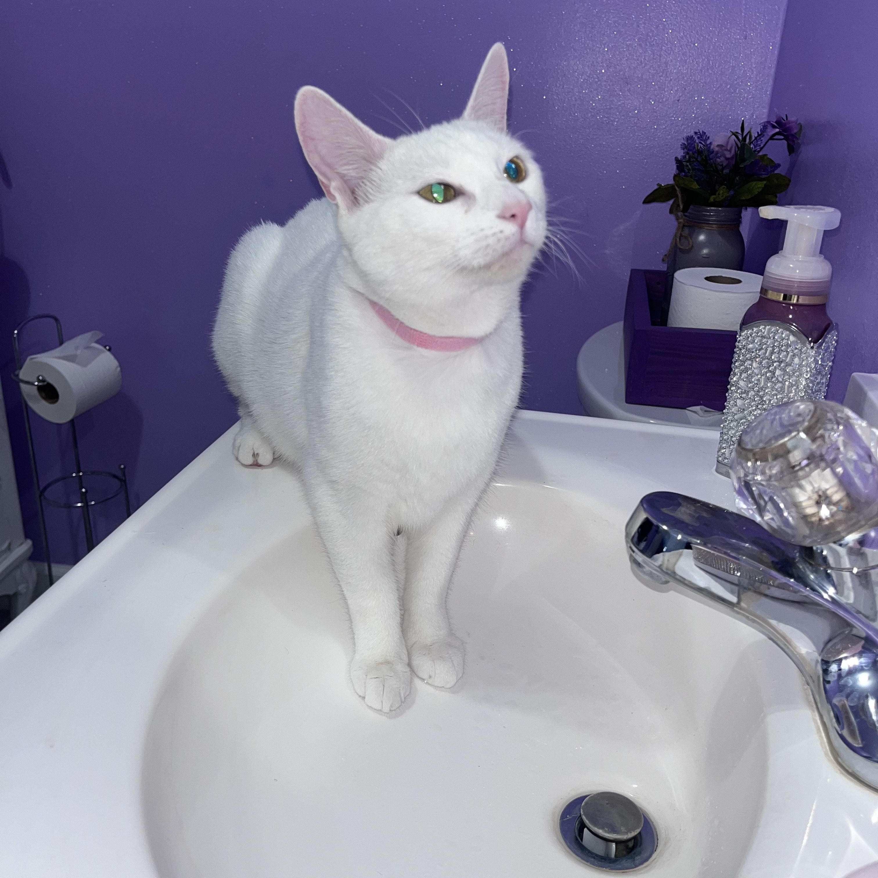 Enlarge Adriana, a Adoptable Domestic Short Hair in Chesapeake Beach, MD image 4/4