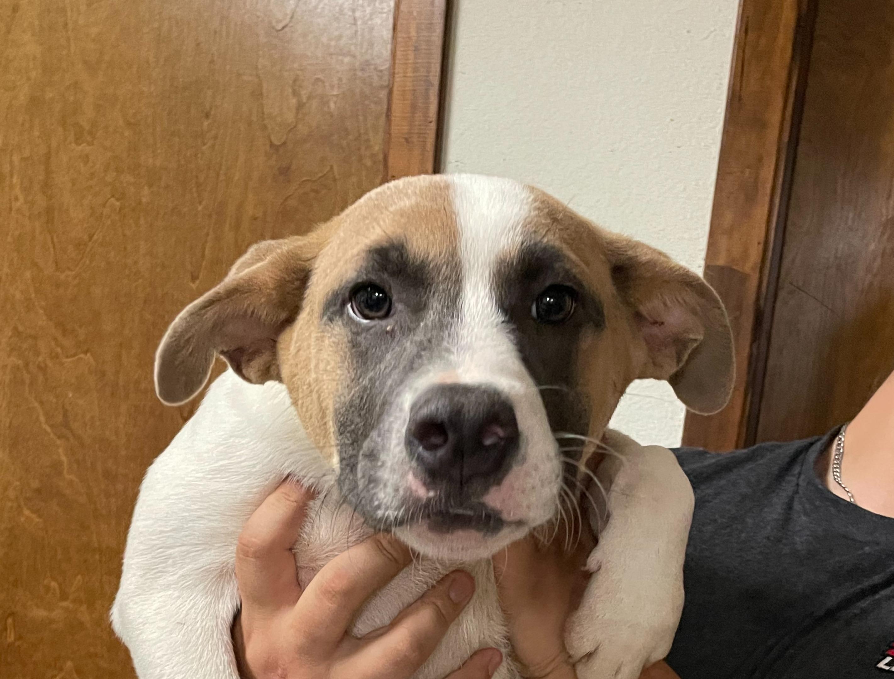 Hippo, an adoptable Mixed Breed in Portales, NM, 88130 | Photo Image 1