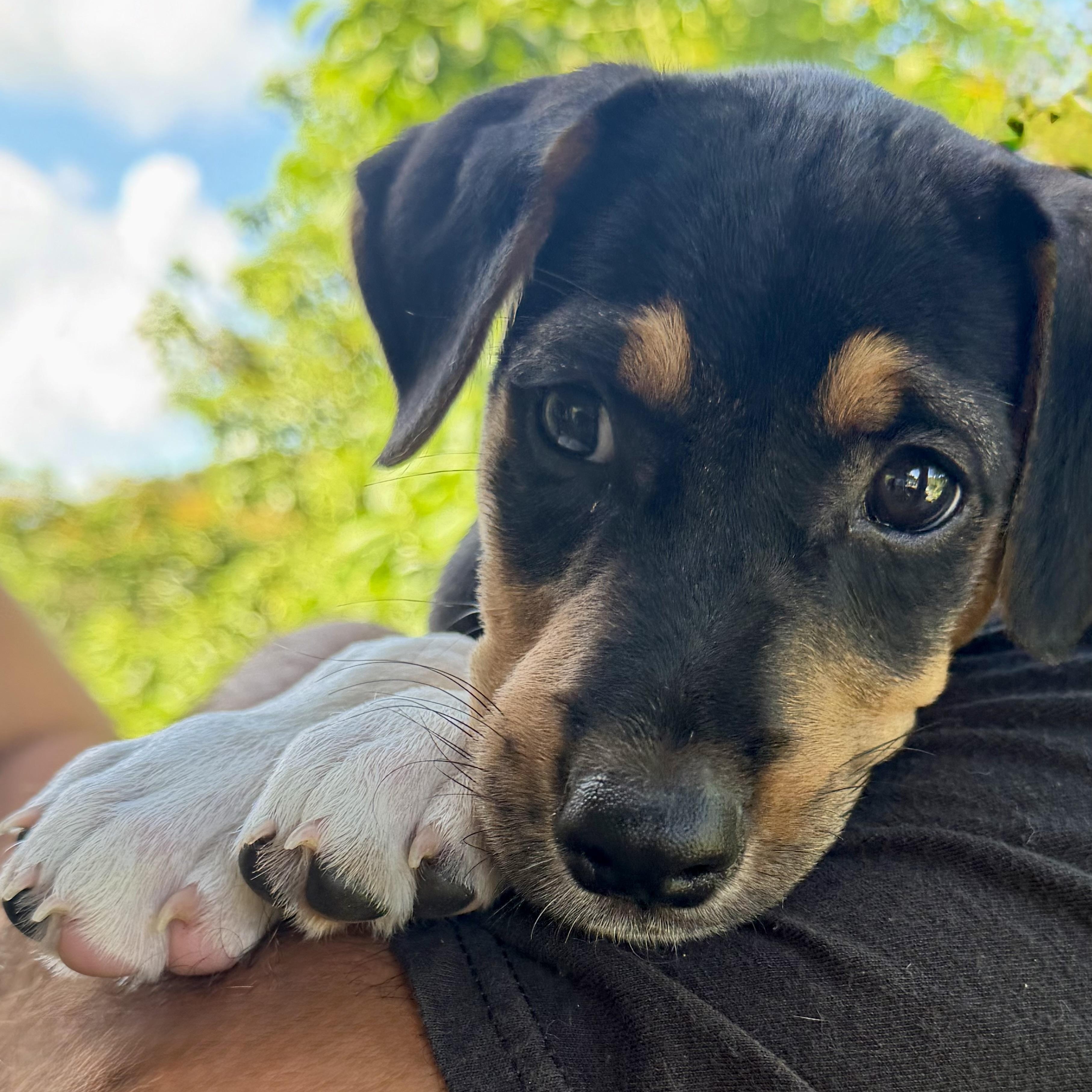Enlarge Morty So sweet, cuddly & loves cats, an adopted mixed breed in St Croix Falls, WI image 2/3