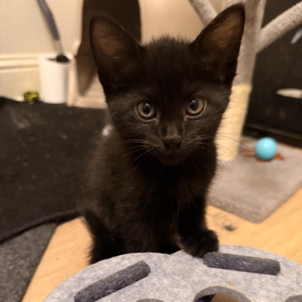 Enlarge Farah, a Adoptable Domestic Medium Hair in Missouri City, TX image 1/1