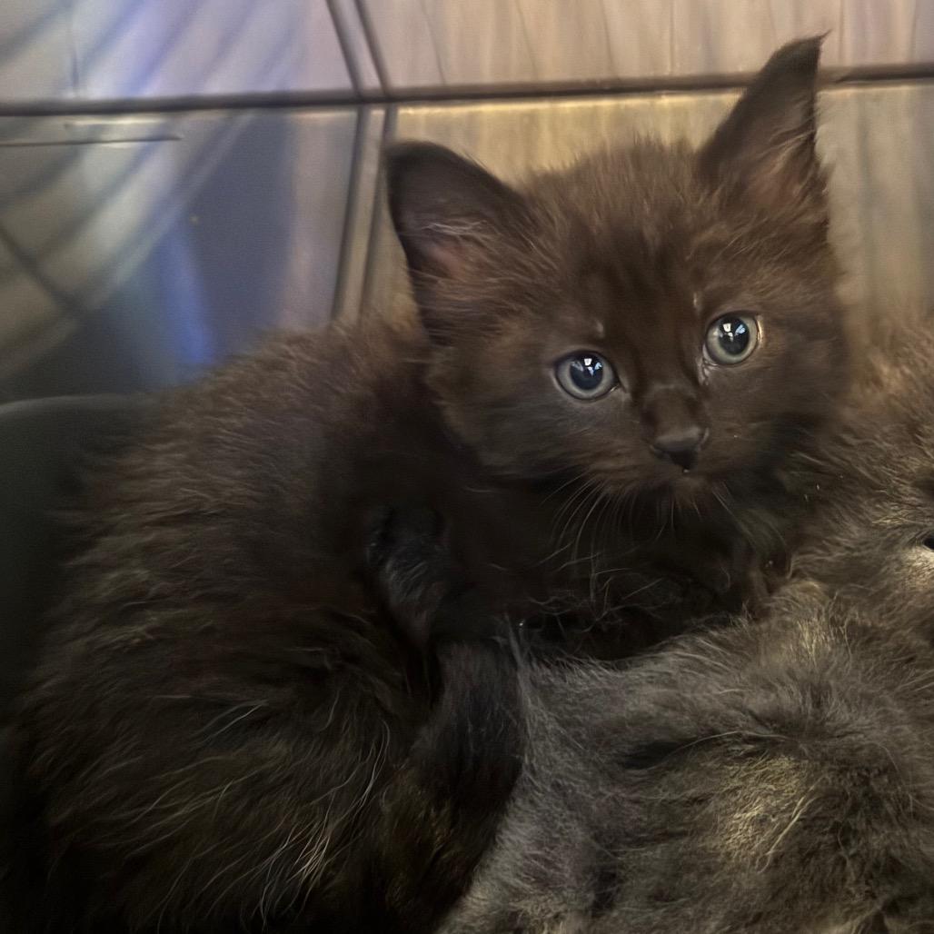 Cat#4, Adoptable, Kitten Female Domestic Medium Hair.