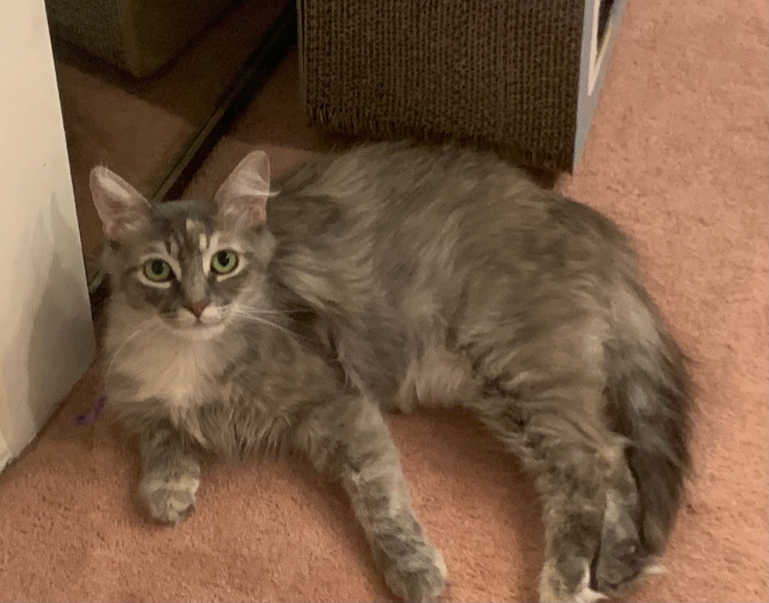 Enlarge Delilah (rr), a Adoptable Dilute Tortoiseshell in Studio City, CA image 1/7