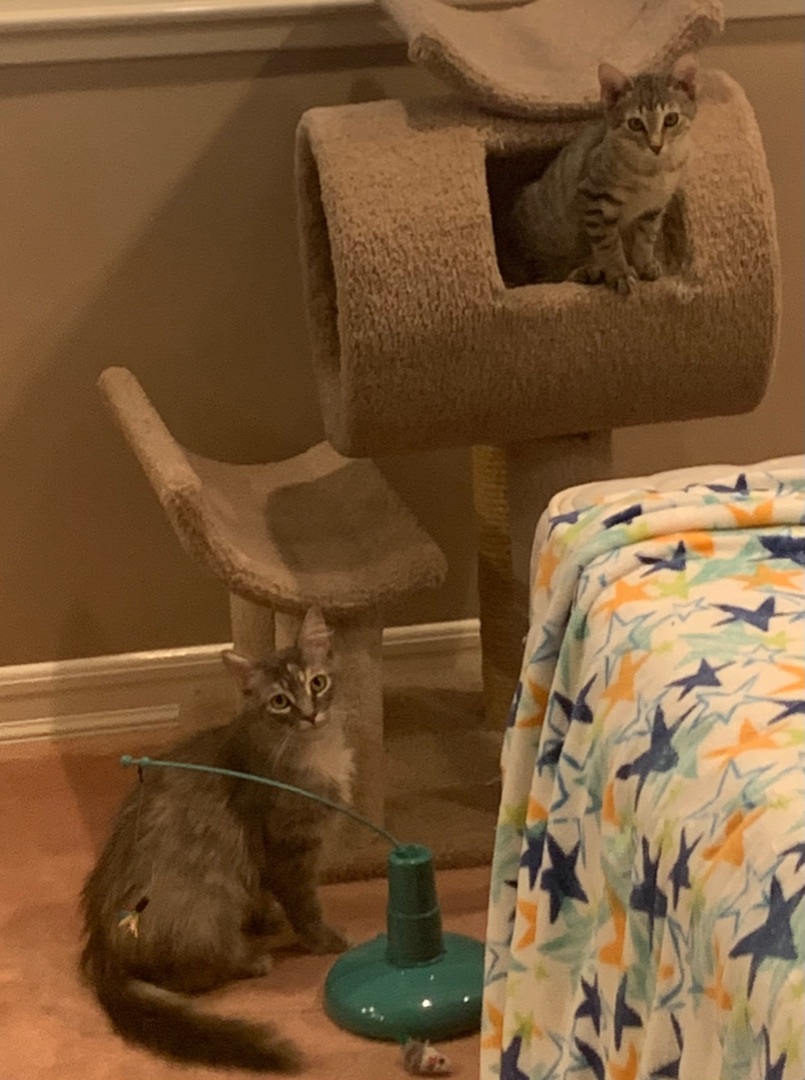 Enlarge Delilah (rr), a Adoptable Dilute Tortoiseshell in Studio City, CA image 2/7