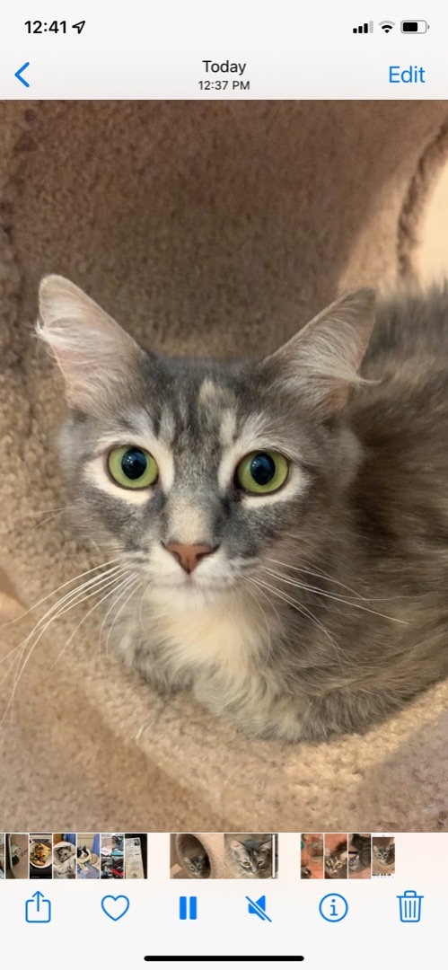 Enlarge Delilah (rr), a Adoptable Dilute Tortoiseshell in Studio City, CA image 3/7