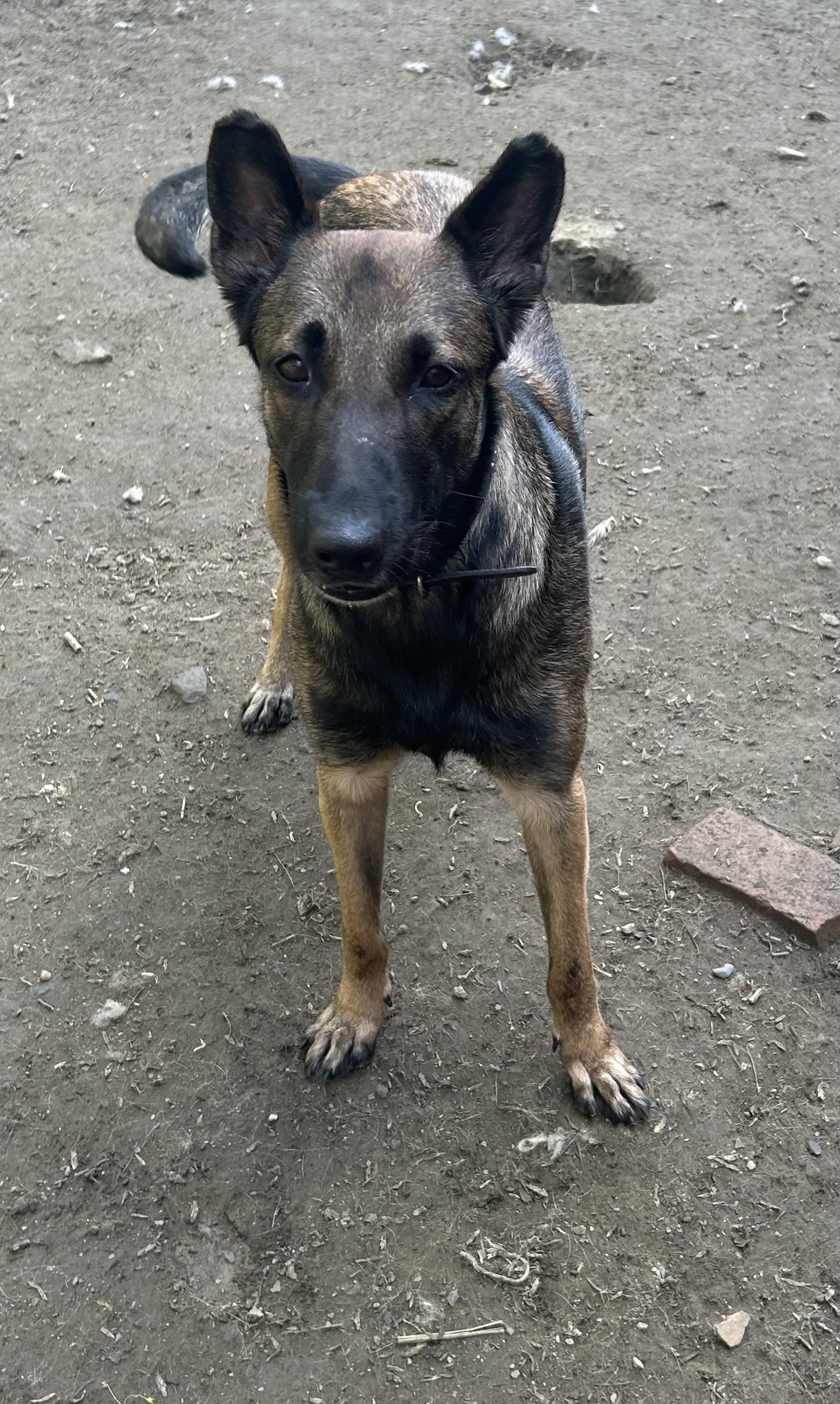 Enlarge Apollonia, a ADOPTABLE Belgian Shepherd / Malinois in Chelsea, VT image 4/5