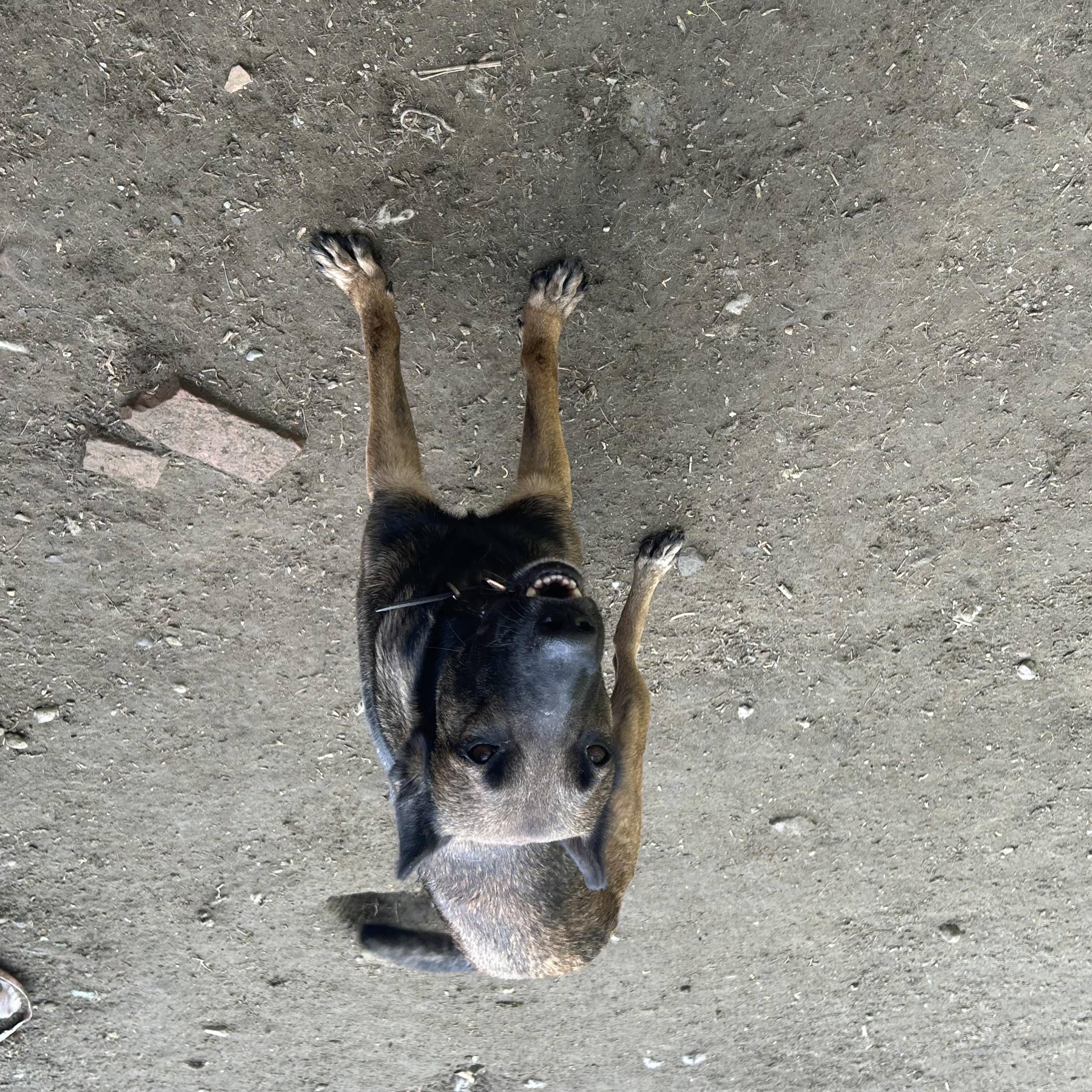 Enlarge Apollonia, a ADOPTABLE Belgian Shepherd / Malinois in Chelsea, VT image 3/5