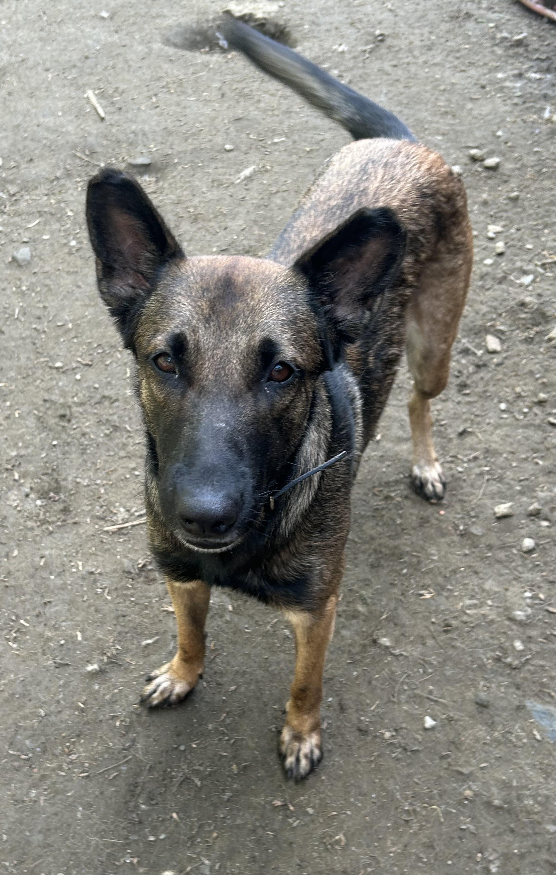 Enlarge Apollonia, a ADOPTABLE Belgian Shepherd / Malinois in Chelsea, VT image 1/5