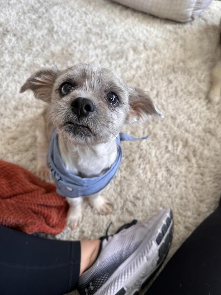 Arnie, Adoptable, Adult Male Shih Tzu & Yorkshire Terrier.