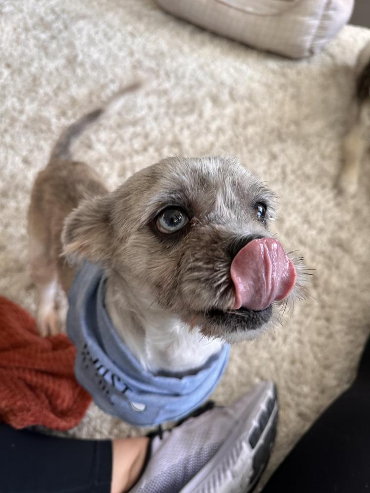 Enlarge Arnie, a Adoptable mixed breed in Aurora, CO image 2/4