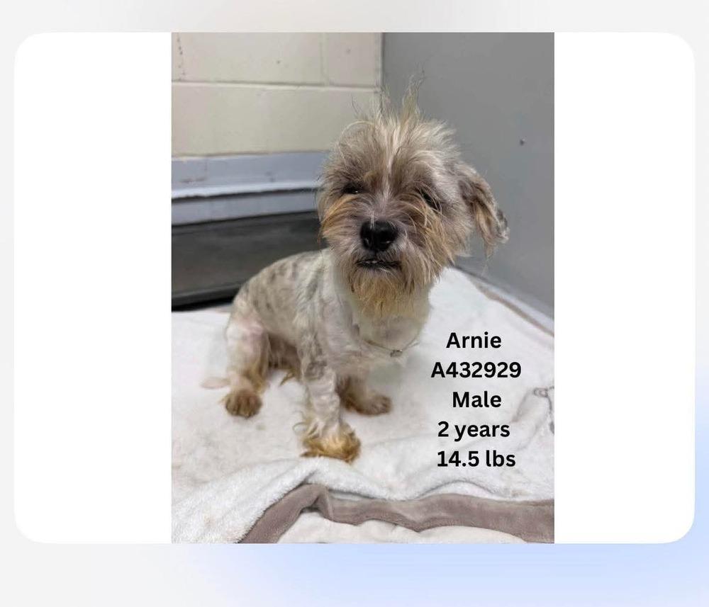 Enlarge Arnie, a Adoptable mixed breed in Aurora, CO image 4/4