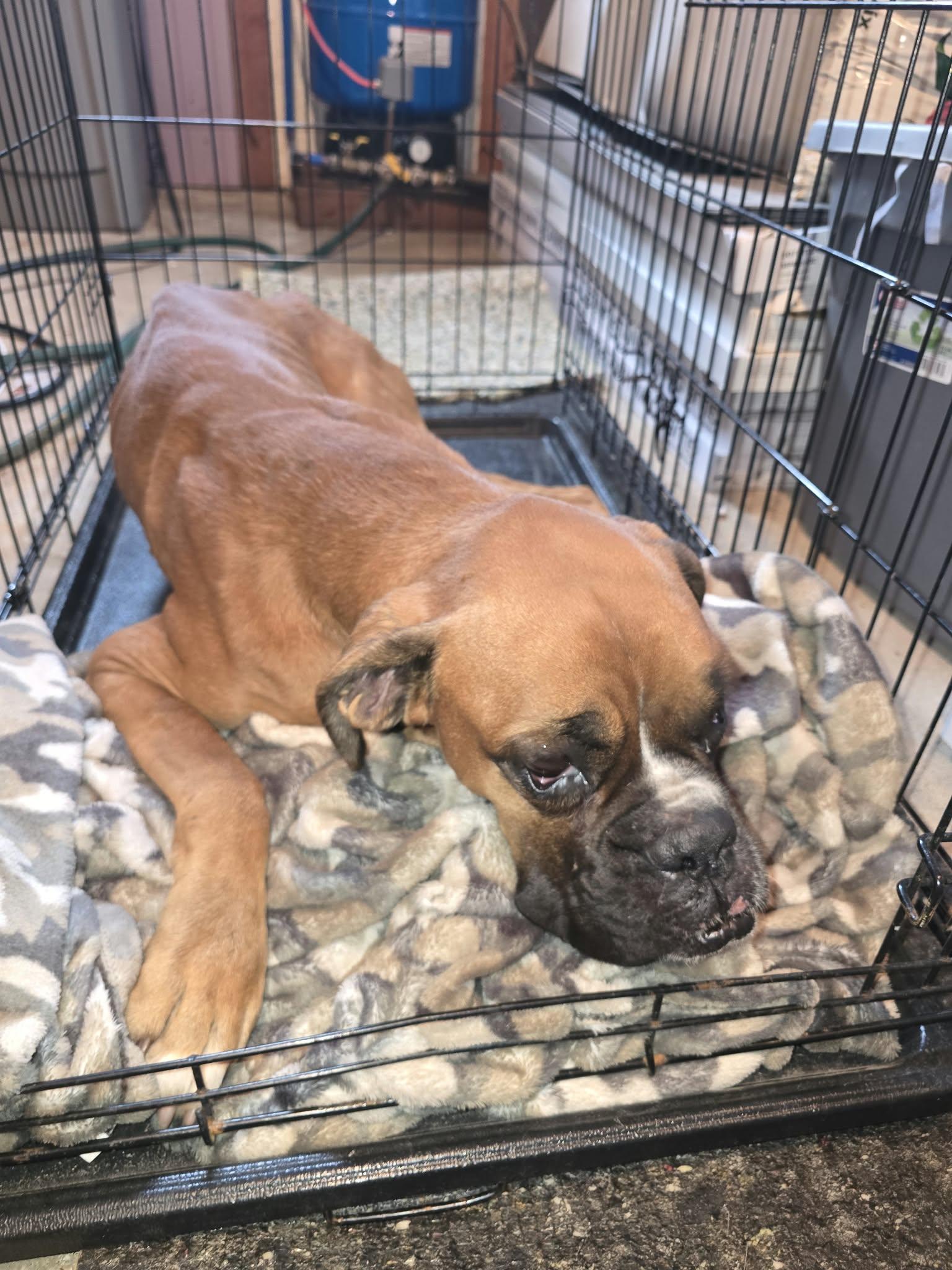 Simba *Needs Foster*, Adoptable, Adult Male Boxer.