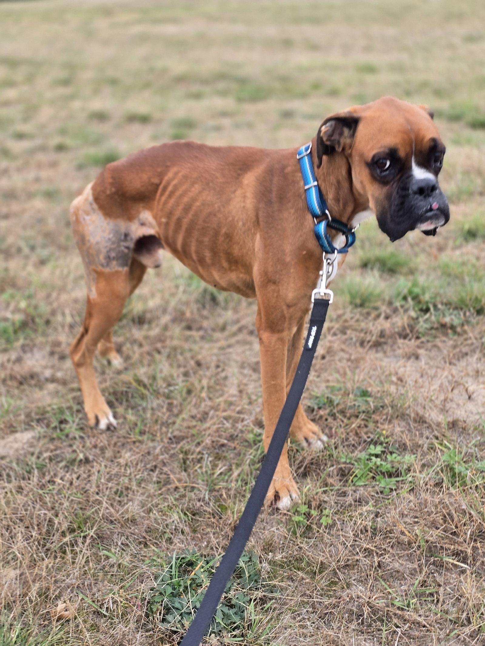 Enlarge Simba *Needs Foster*, a Adoptable Boxer in Woodbury, MN image 2/3