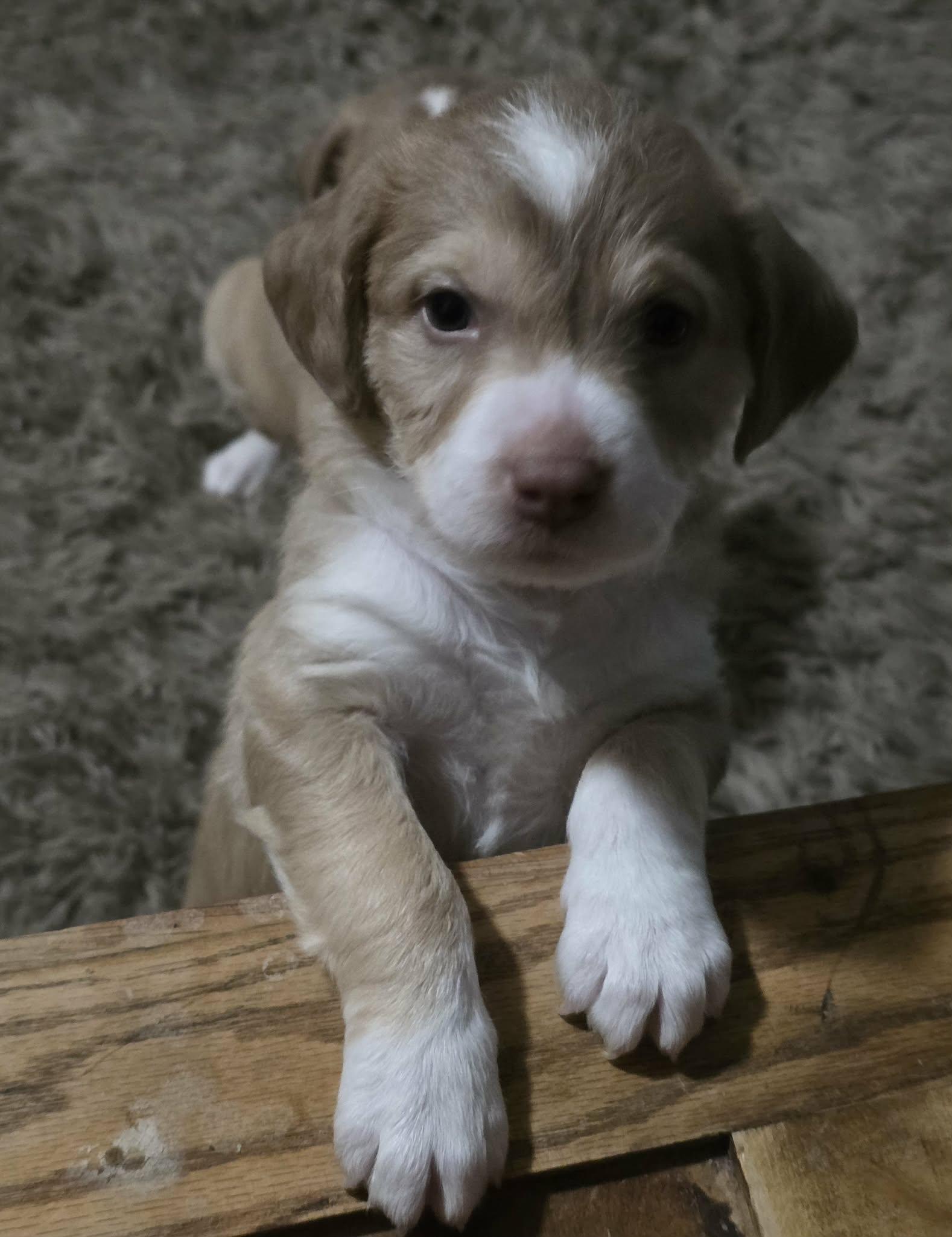 Kiwi, adopted, Puppy Female Chihuahua.