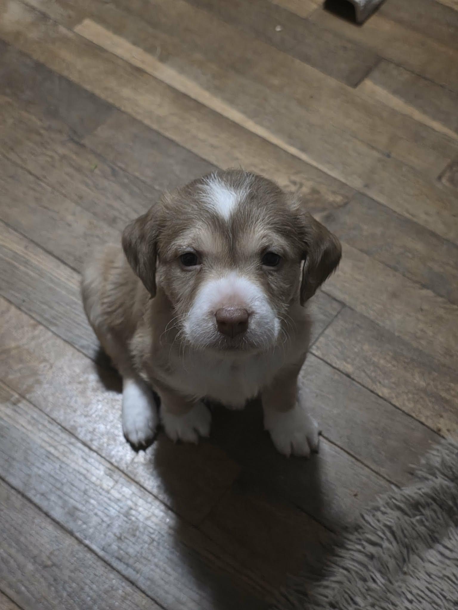 Kiwi, an adopted mixed breed in Lexington, NC image 2/3