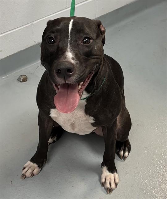 LOUISE, Adoptable, Adult Female Pit Bull Terrier.