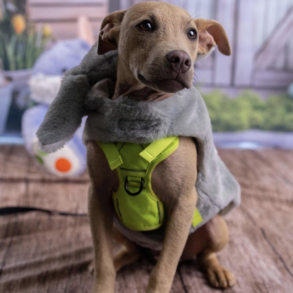 Wilbur, Adoptable, Young Male Mixed Breed.