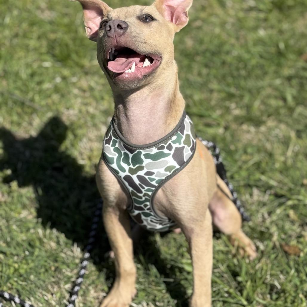 Wilbur, a Adoptable Mixed Breed in Southside, TN image 2/6