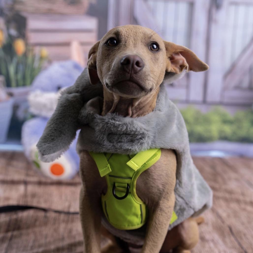 Wilbur, a Adoptable Mixed Breed in Southside, TN image 3/6