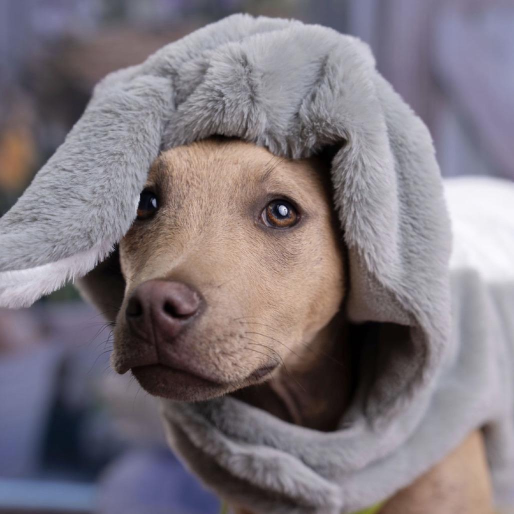 Wilbur, a Adoptable Mixed Breed in Southside, TN image 5/6