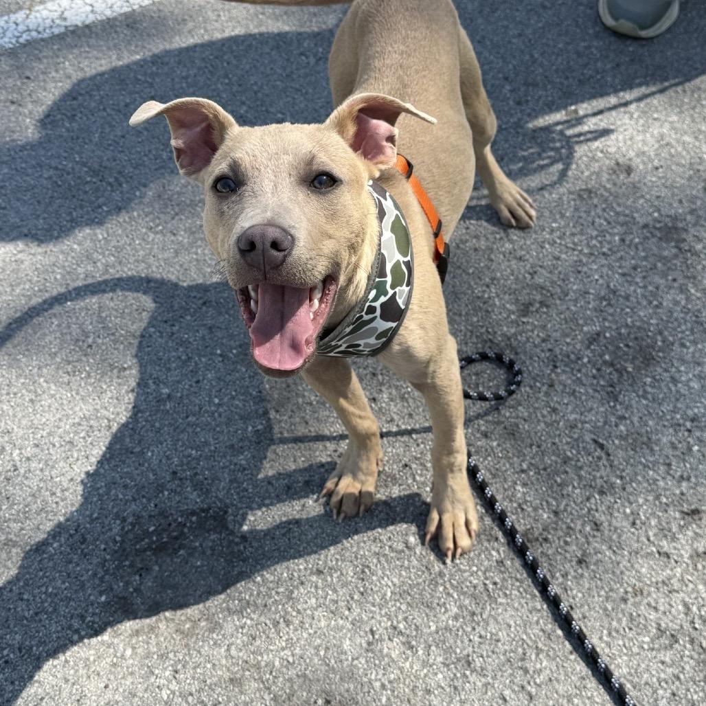 Wilbur, a Adoptable Mixed Breed in Southside, TN image 6/6