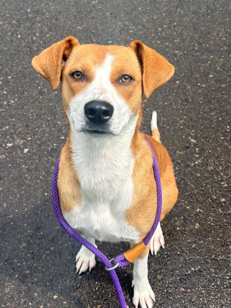 Enlarge Holly, a Adoptable Terrier in Benton, AR image 1/1
