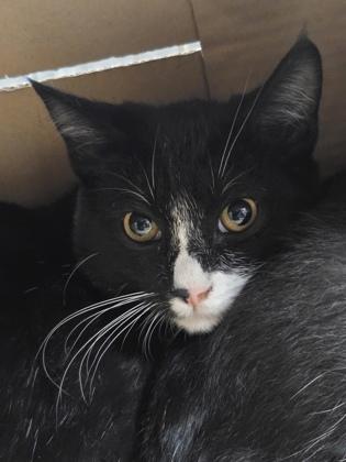 Lemon, Adoptable, Young Male Domestic Short Hair & Domestic Short Hair.