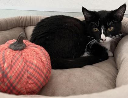 Lemon, a Adoptable Domestic Short Hair in Roseville, CA image 2/2