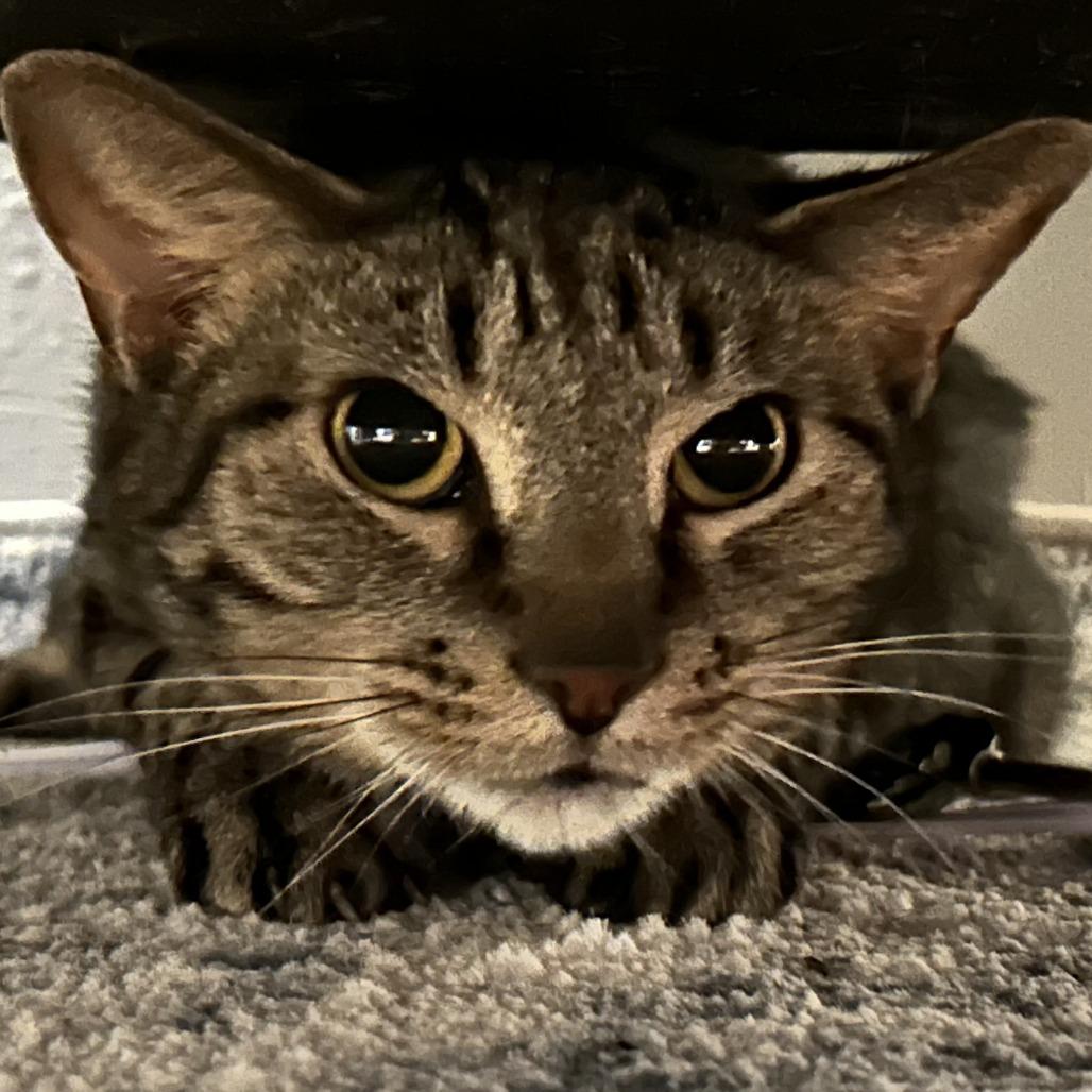 Enlarge Macy, a Adoptable Domestic Short Hair in Philadelphia, PA image 1/3