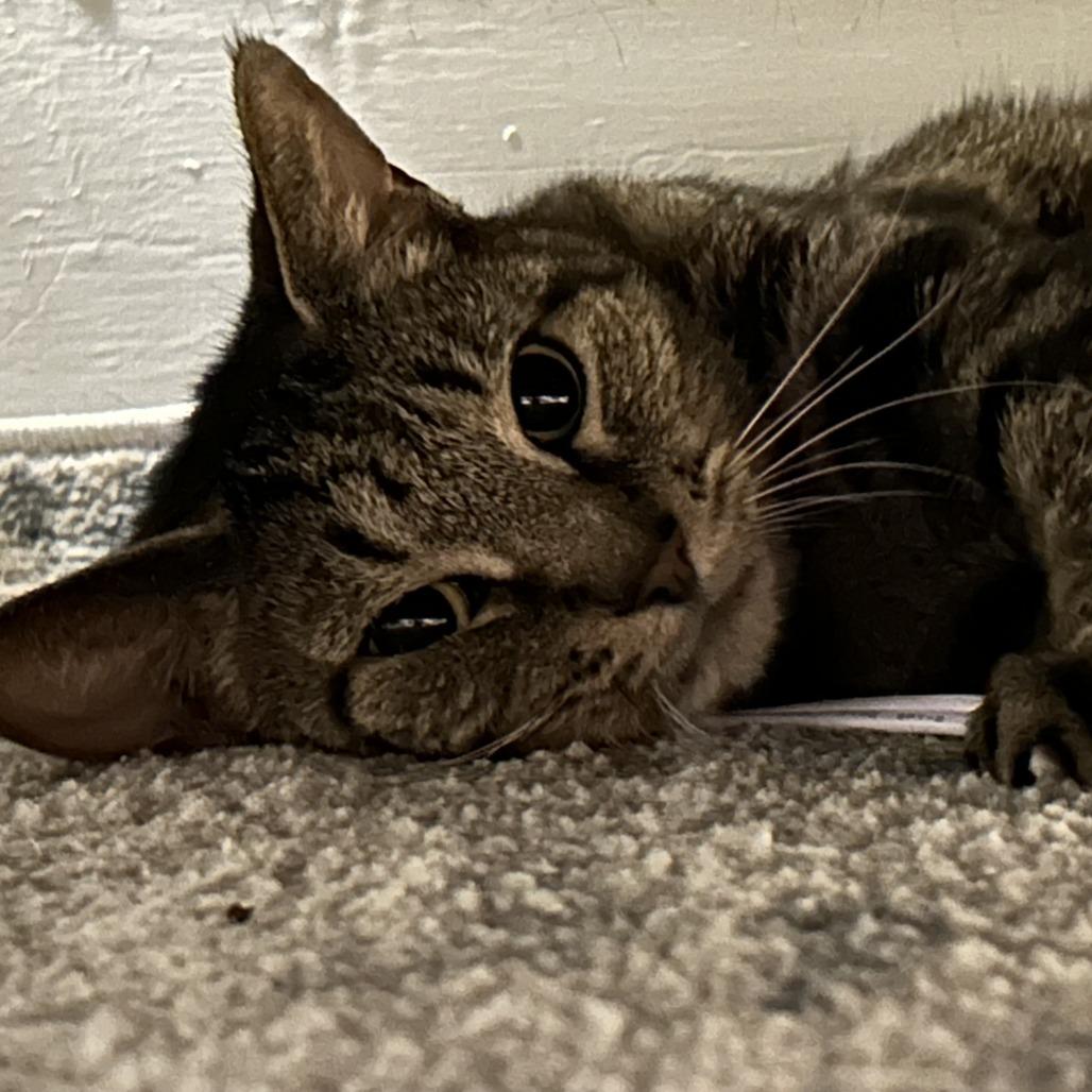 Enlarge Macy, a Adoptable Domestic Short Hair in Philadelphia, PA image 2/3