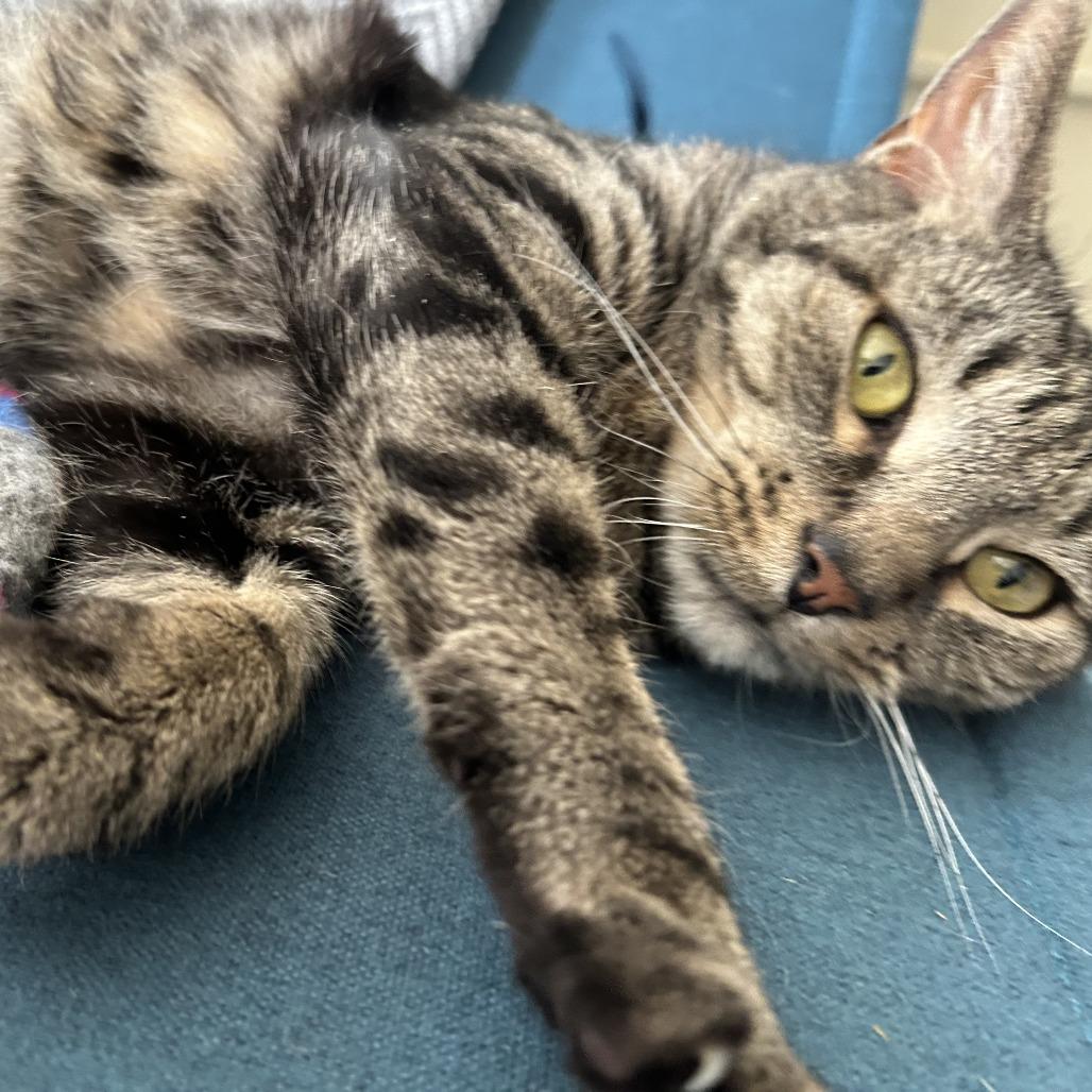 Enlarge Macy, a Adoptable Domestic Short Hair in Philadelphia, PA image 1/4