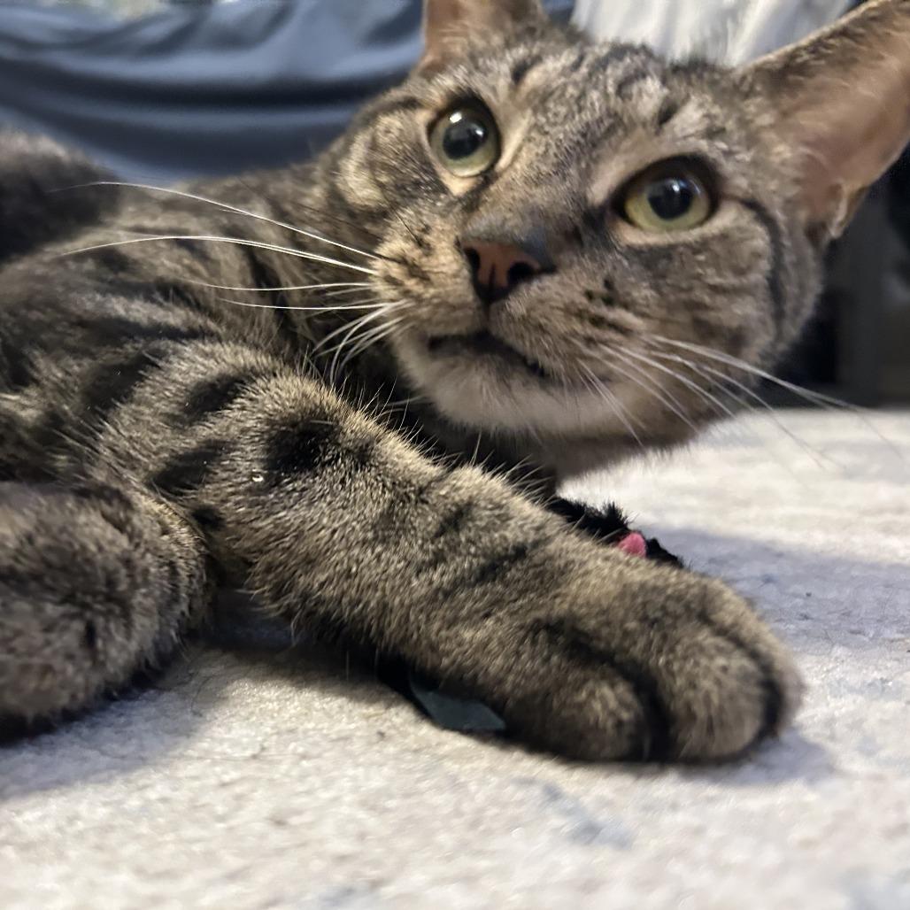 Enlarge Macy, a Adoptable Domestic Short Hair in Philadelphia, PA image 2/4