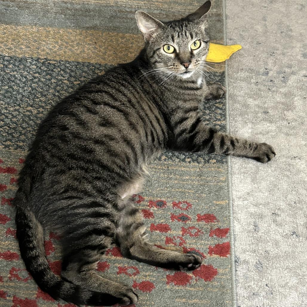 Enlarge Macy, a Adoptable Domestic Short Hair in Philadelphia, PA image 3/4