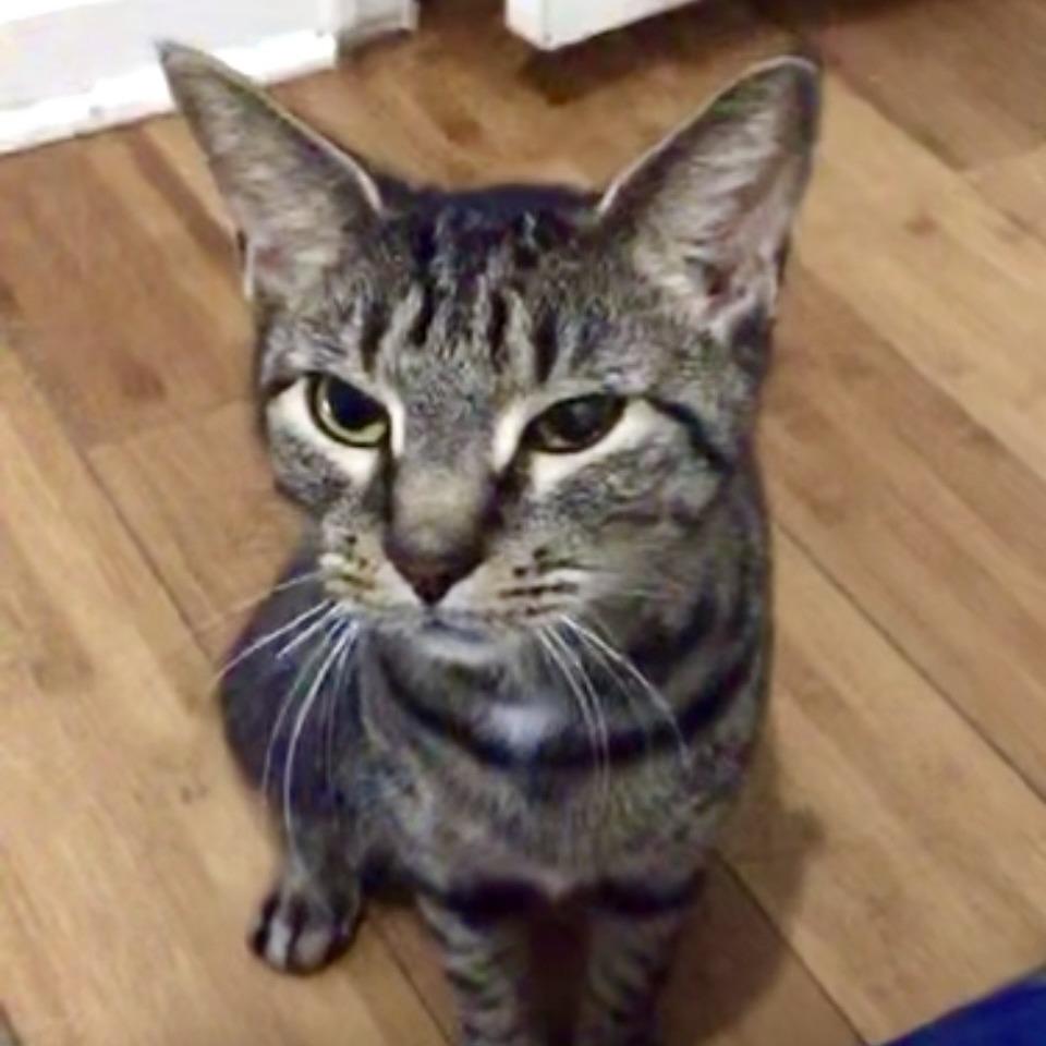 Macy, Adoptable, Senior Female Domestic Short Hair.