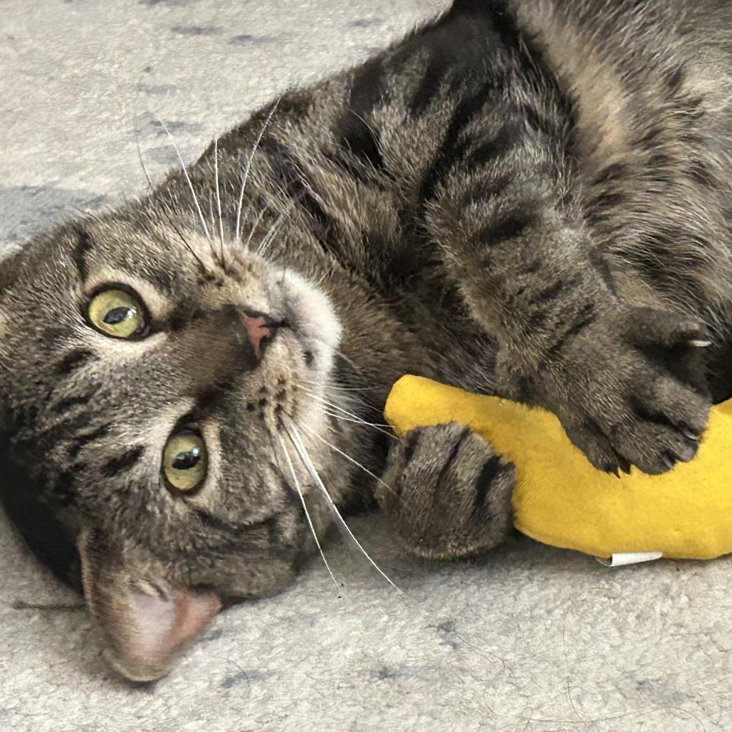 Enlarge Macy, a Adoptable Domestic Short Hair in Philadelphia, PA image 4/4