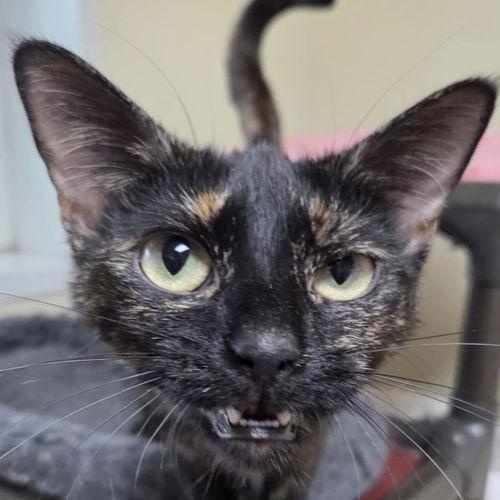 Heloise, adopted, Adult Female Tortoiseshell.