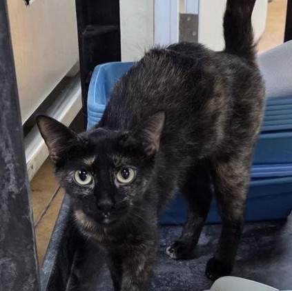 Enlarge Heloise, a ADOPTABLE Tortoiseshell in Minneapolis, MN image 4/4