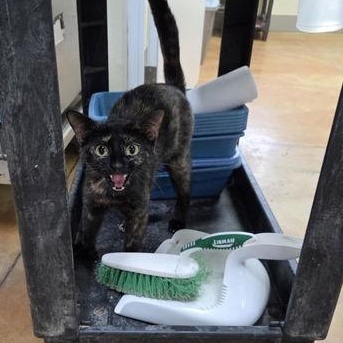 Enlarge Heloise, a ADOPTABLE Tortoiseshell in Minneapolis, MN image 2/4