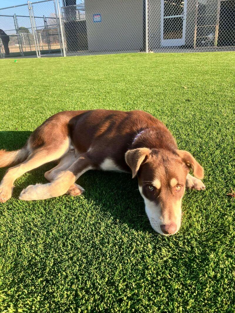 Woody, a Adoptable mixed breed in Jackson, TN image 1/4