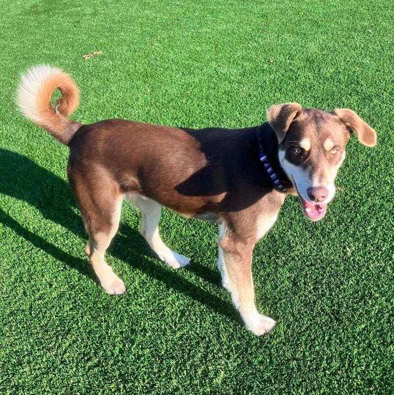 Woody, a Adoptable mixed breed in Jackson, TN image 2/4