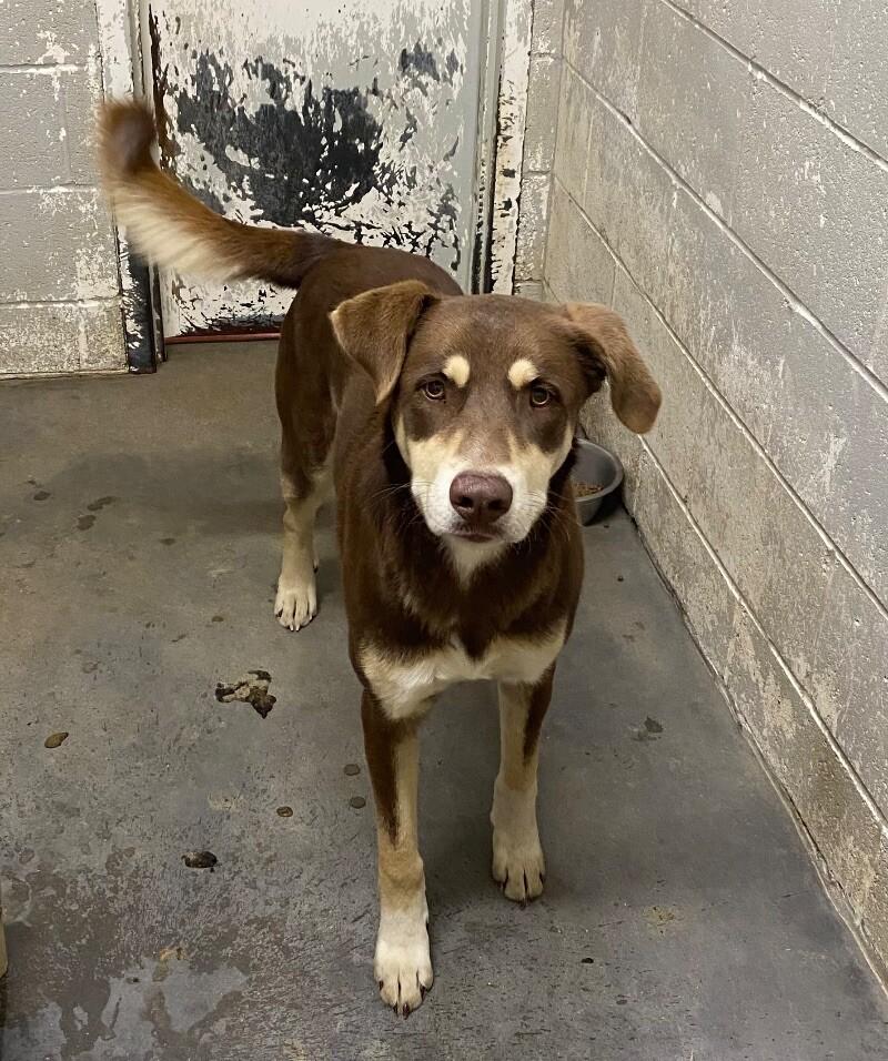 Woody, a Adoptable mixed breed in Jackson, TN image 3/4