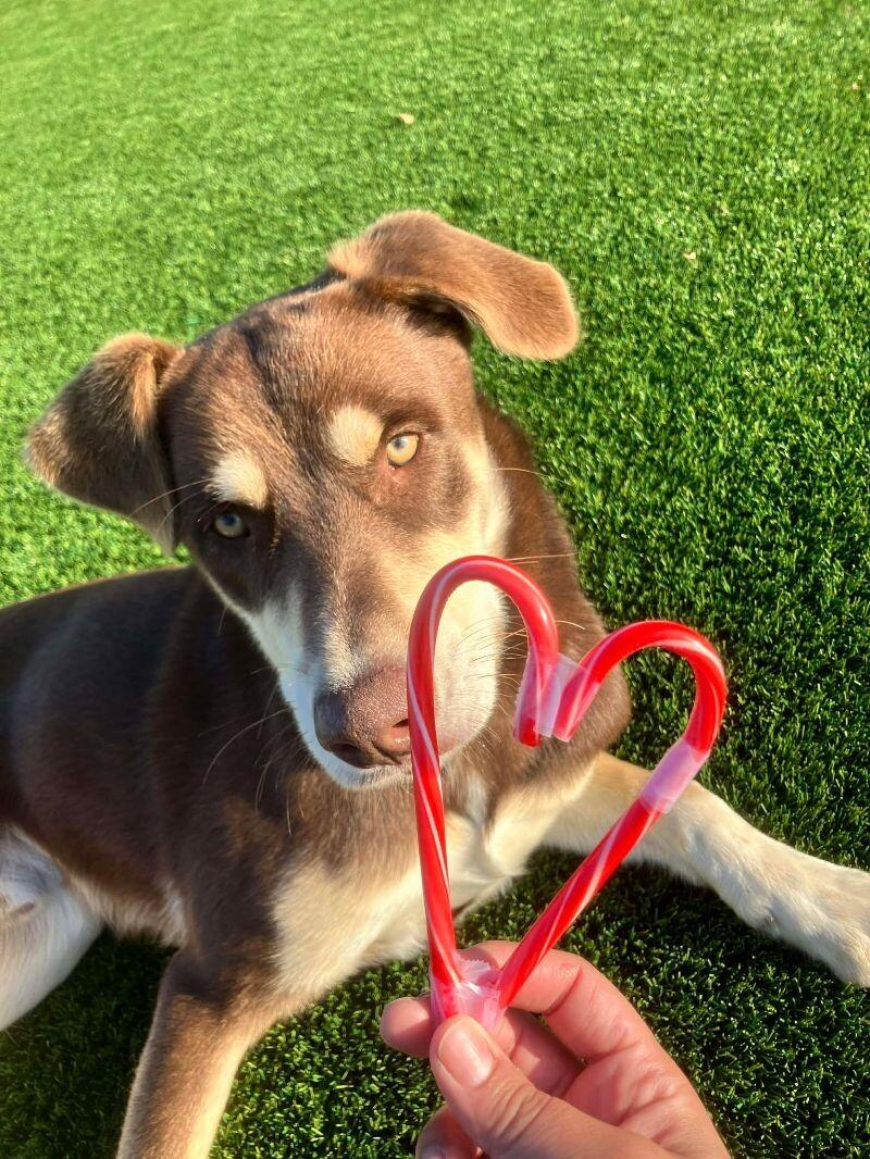 Woody, a Adoptable mixed breed in Jackson, TN image 4/4