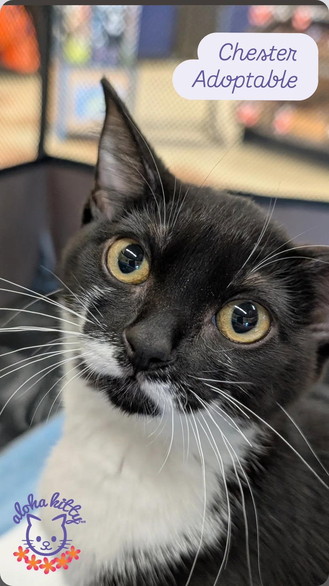 Enlarge Chester, a Adoptable Domestic Short Hair in Honolulu, HI image 1/2