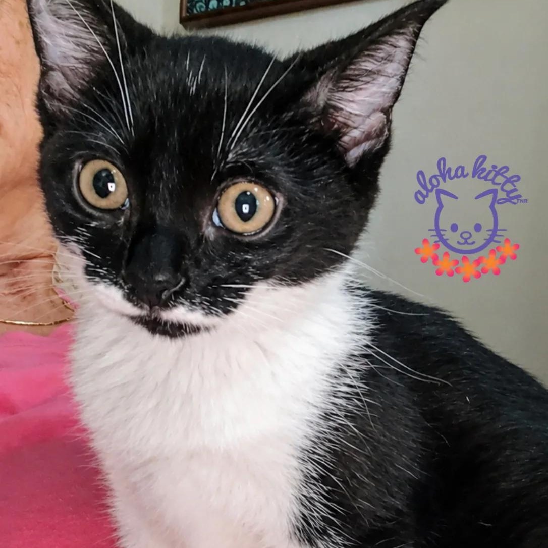 Enlarge Chester, a Adoptable Domestic Short Hair in Honolulu, HI image 2/2